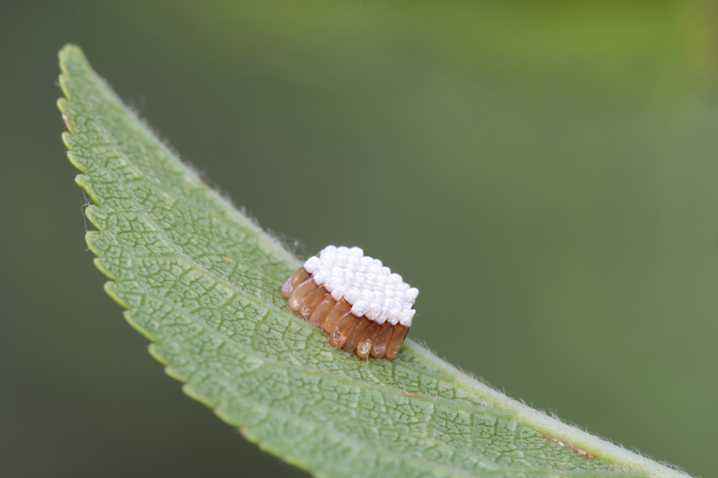 Uova di Reduviidae: Rhynocoris sp.